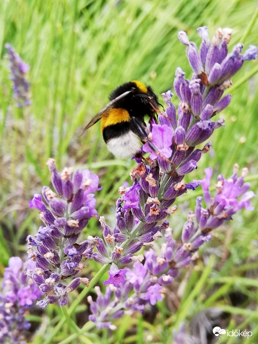 Még van ebben egy kis nektár :) 