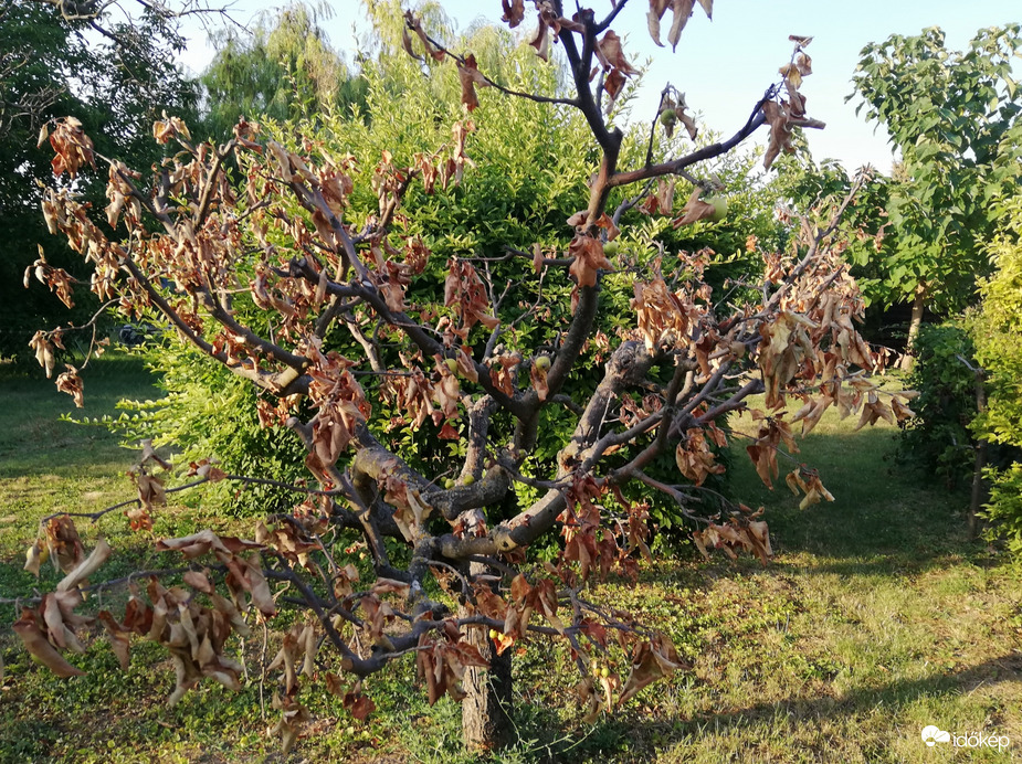 Búcsú egy almafától :(