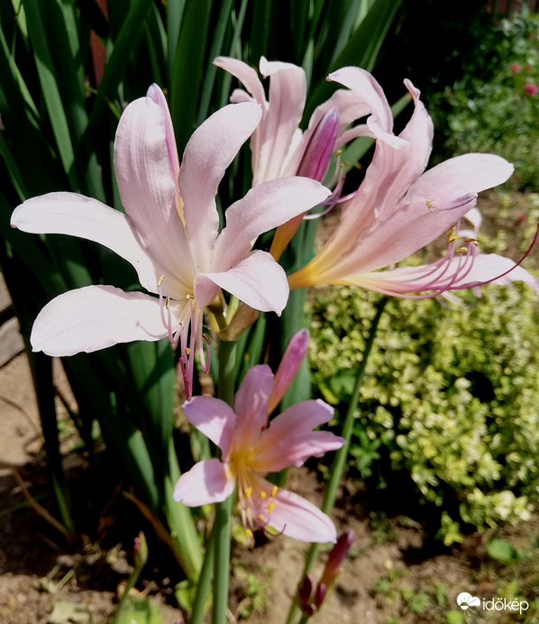 Kinyíltak az első meztelen hölgyliliomok