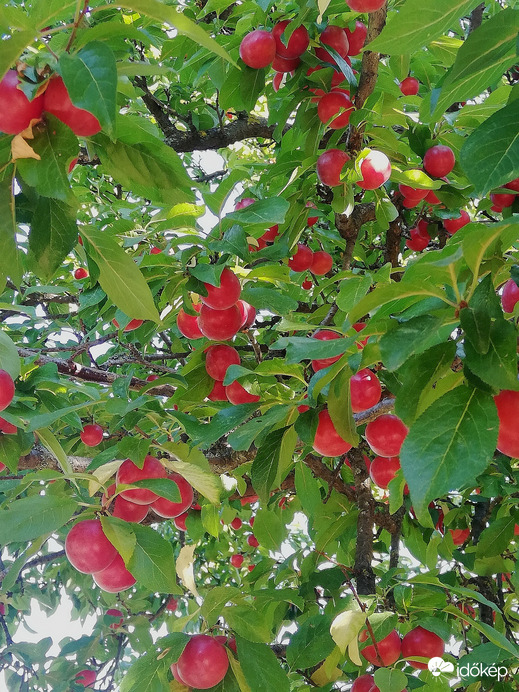 Cseresznyeszilva (vadszilva) 