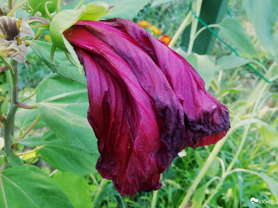 Gyors elmúlás a hőségben 