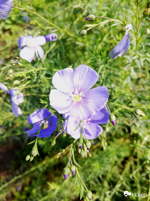 Októberi másodvirágzás :) 