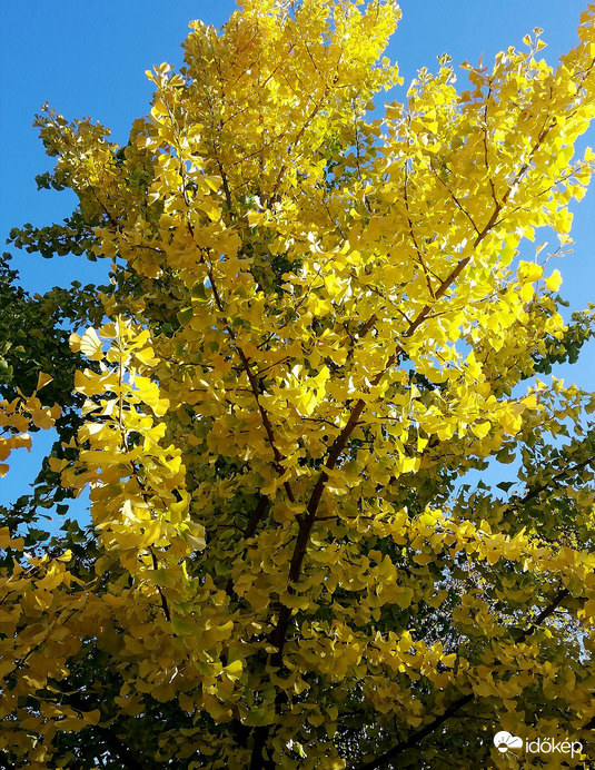 A szépséges Ginkgo :) 