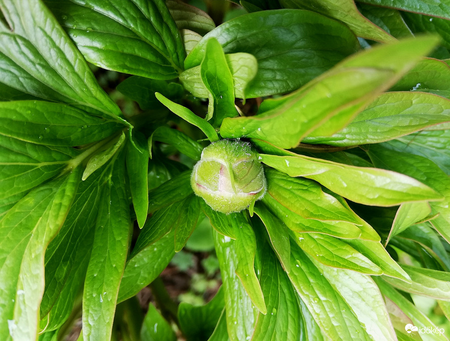 Már a pünkösdi is készülődik :) 