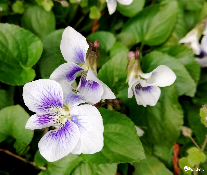 Eső után mégis sok kinyílt :) 