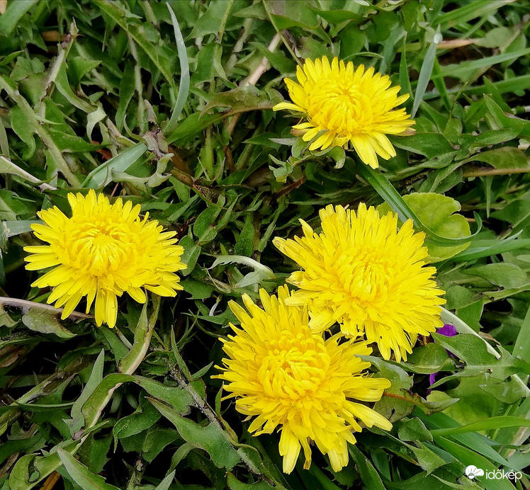 Indul a pitypang szezon! 