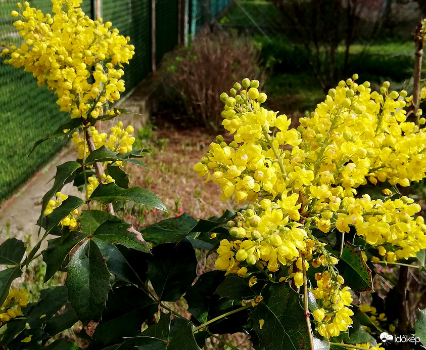Mahónia a kertemben 