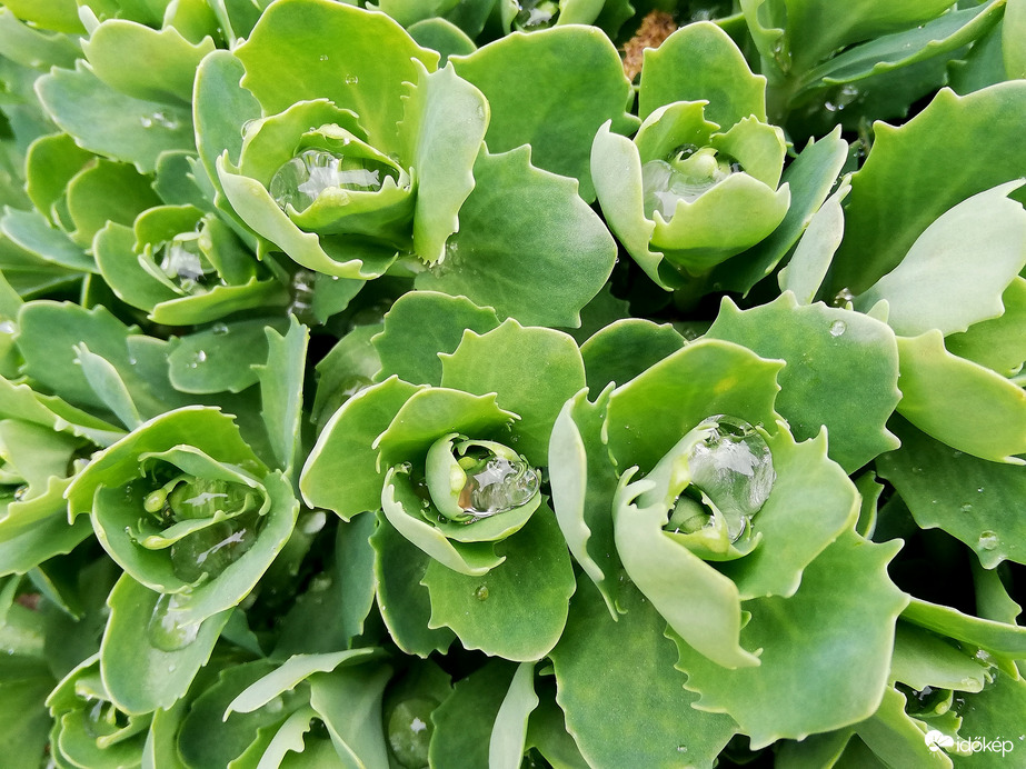 Pompás varjúháj gyöngyökkel :) 