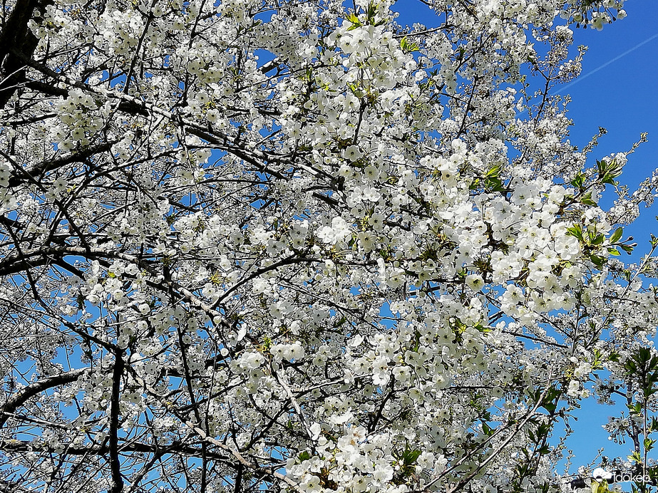 Több virág nem fért rá :) 