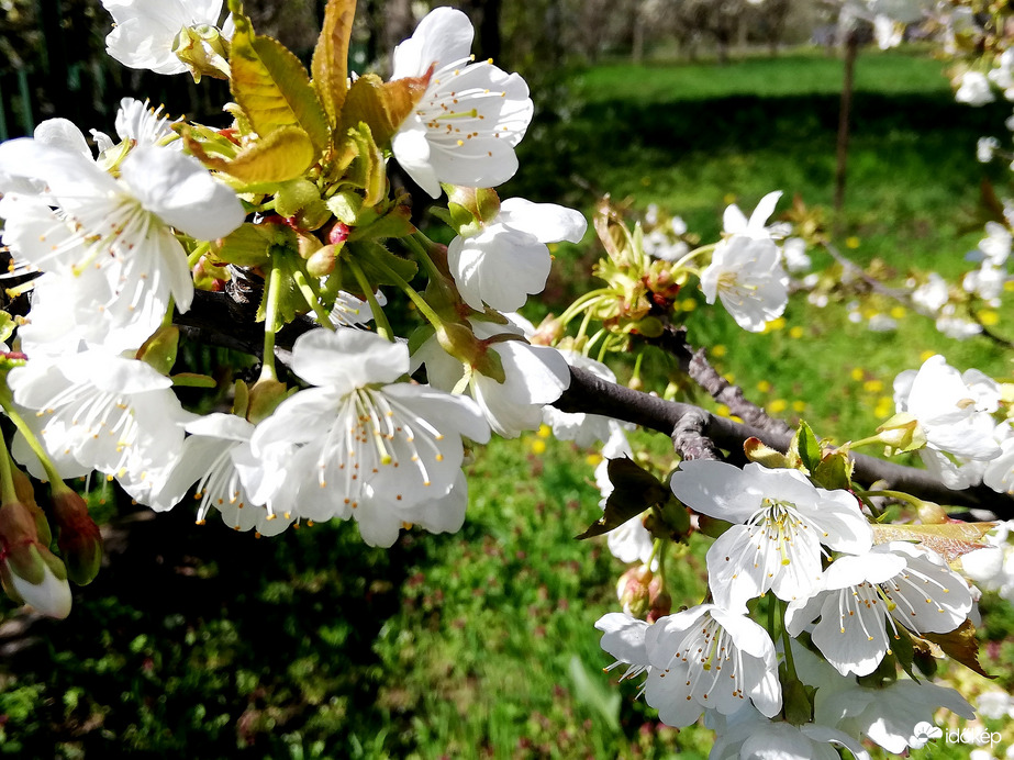 Két marék cseresznye :) 