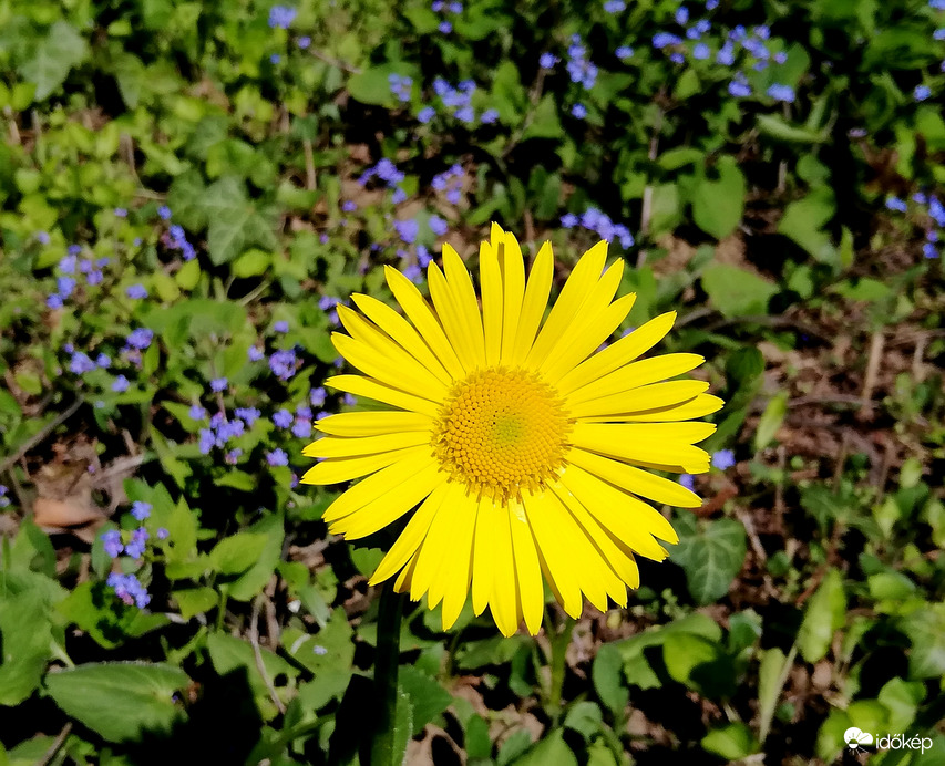 Zergevirág nefelejcsek között :) 