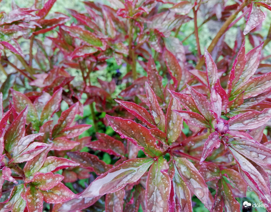 Bazsarózsa, zápor után 