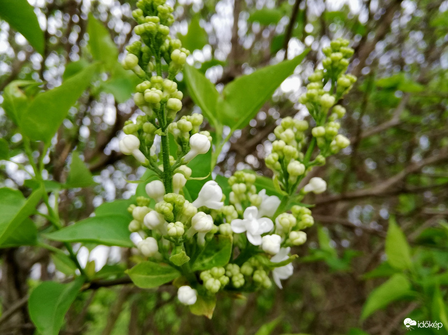 A fehér orgona is készülődik