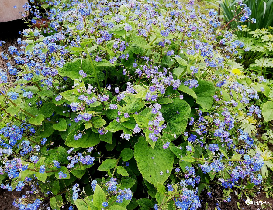 Kaukázusi nefelejcs