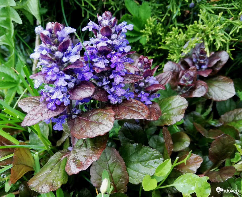 Most nyílik a kertemben :) 