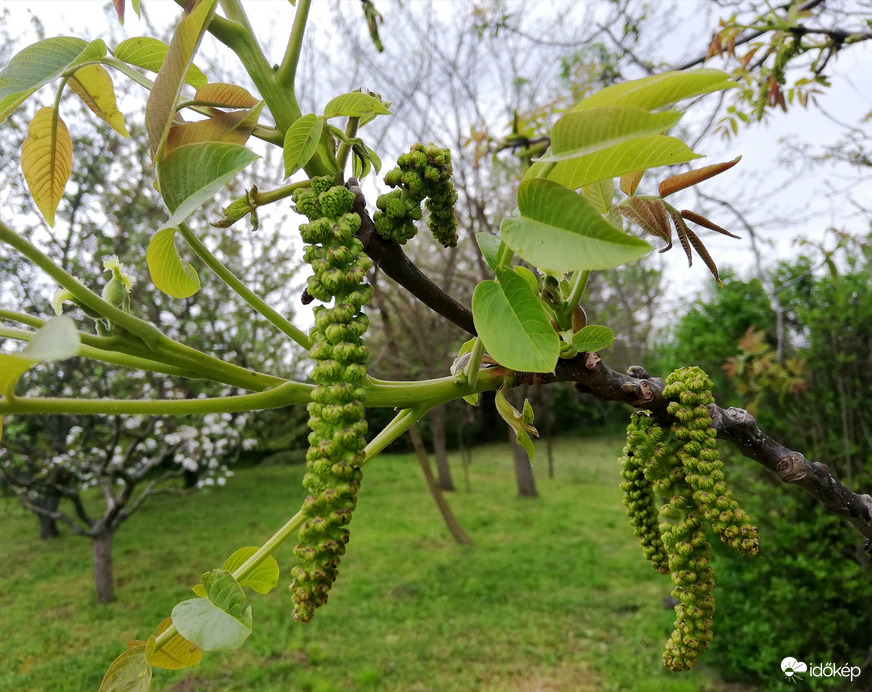 A dió is felébredt 