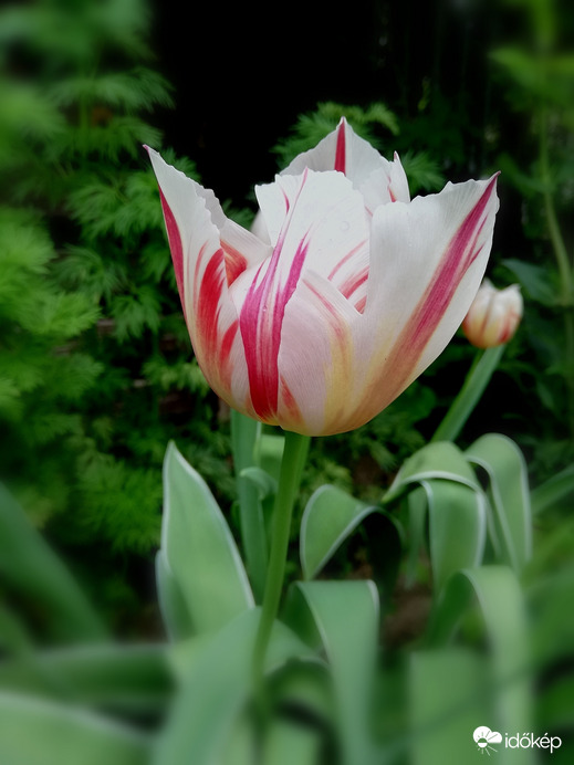 Tulipánból sosem elég! :) 