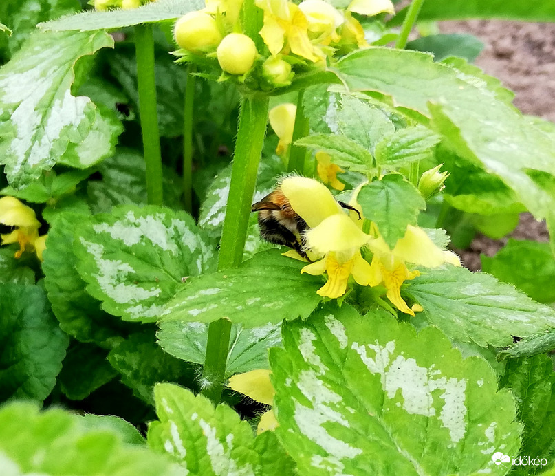 Bebújtam, mert fázom