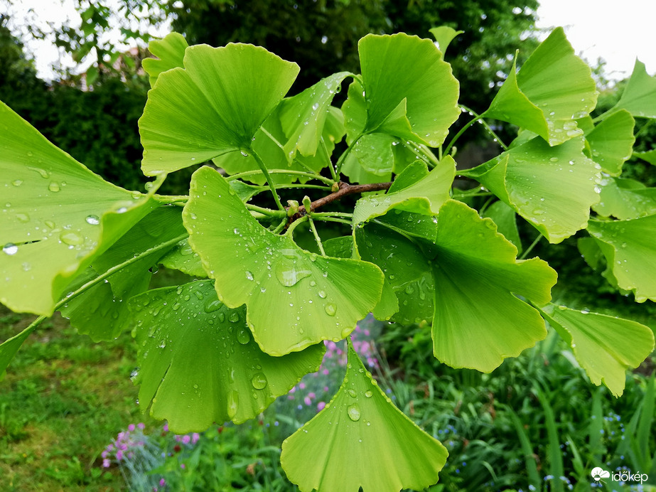 Polgárdi, intenzív eső