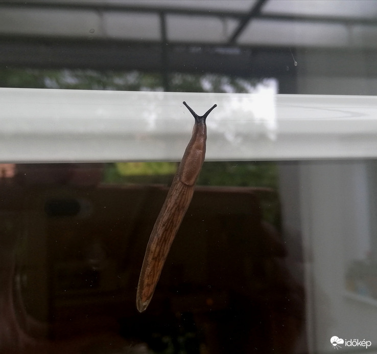 A csigák már a spájzban, 