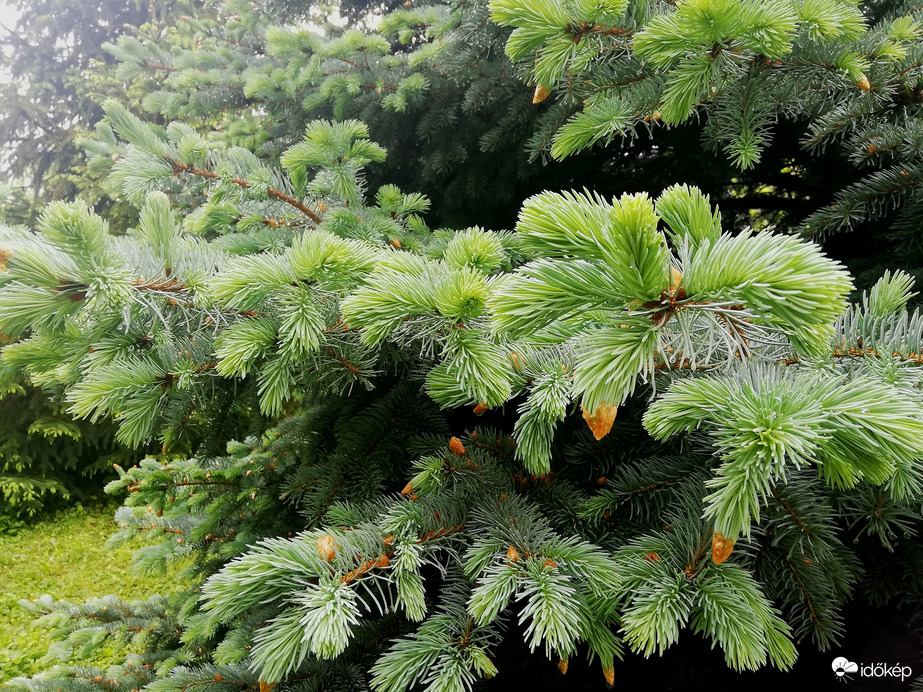 Megújulás, ezüstfenyő