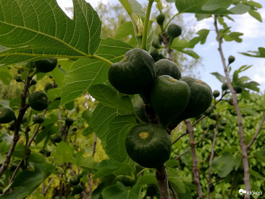 Nagyot nőttek a fügék :) 