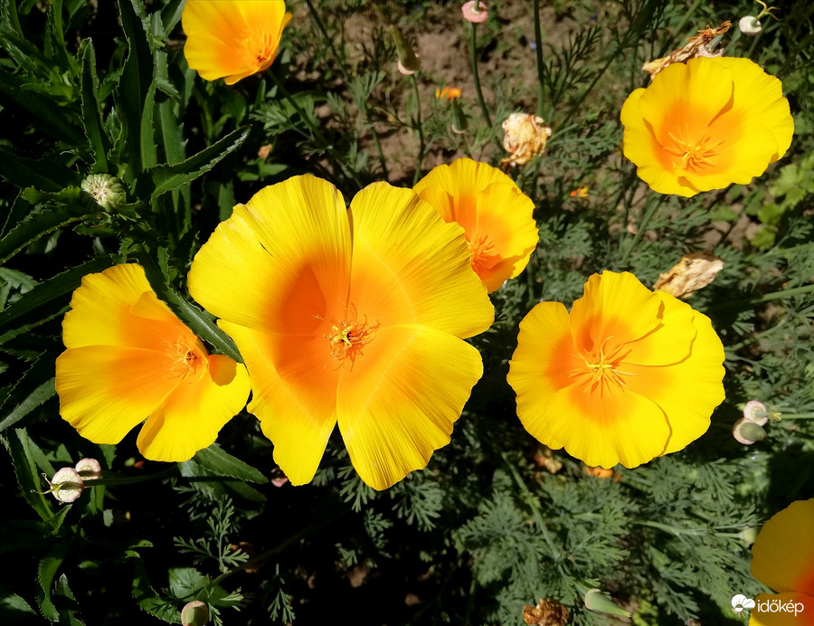 Déli napsütésben :) 