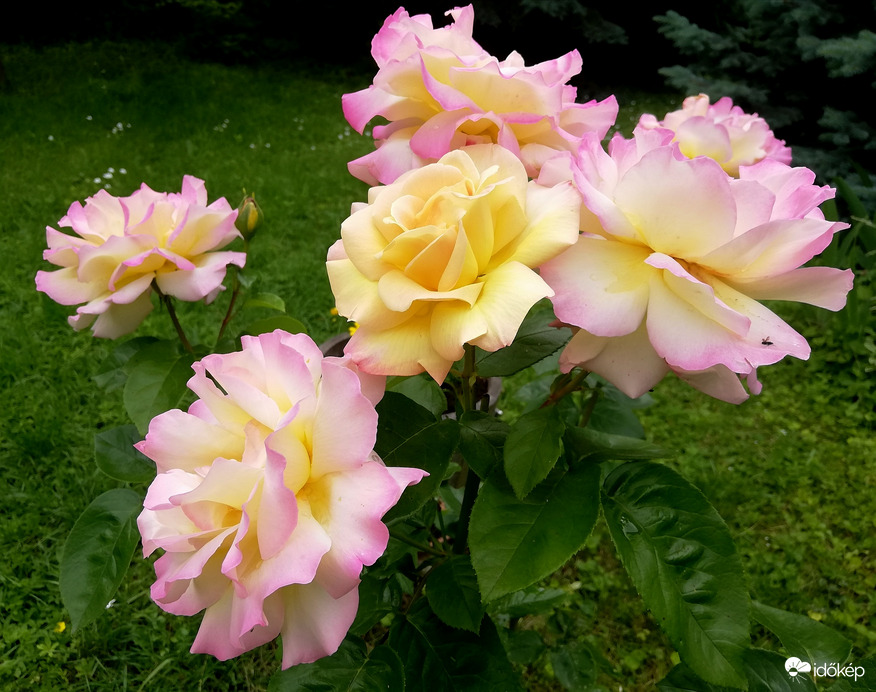 Még a zuhé előtt :) 3