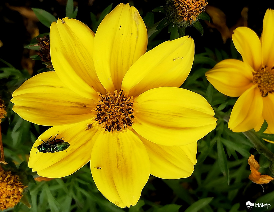 Na jó, viszlek egy kicsit :) 