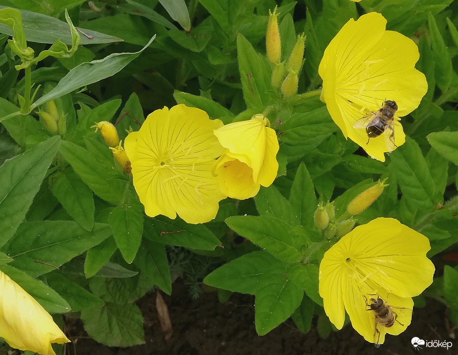 Sietni kell, megint borul