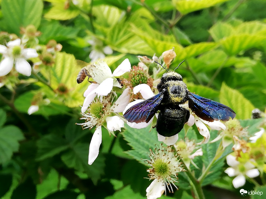 Nemcsak a muskotályzsályát szereti