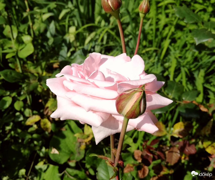 Lassan vége az első virágzásnak