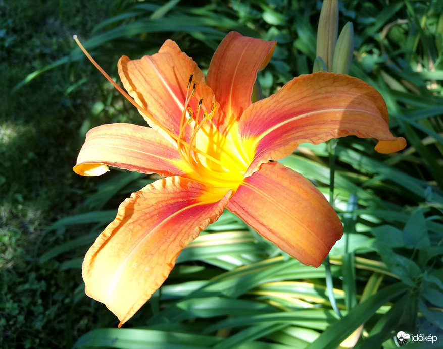 Átjutott egy fénysugár a lombokon