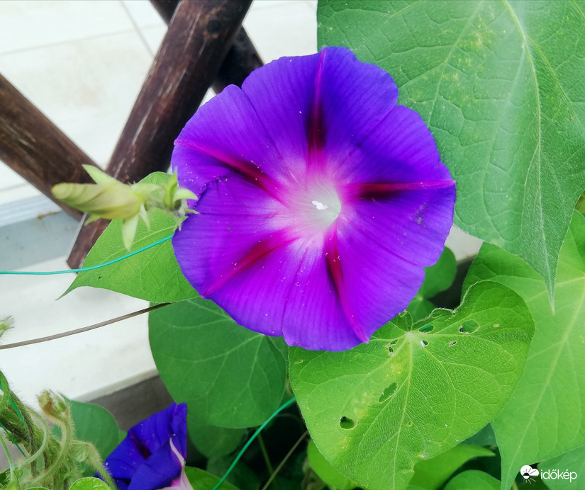 Nyílnak a hajnalkák is :) 