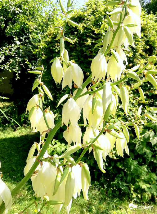 Verőfényes délután :) 