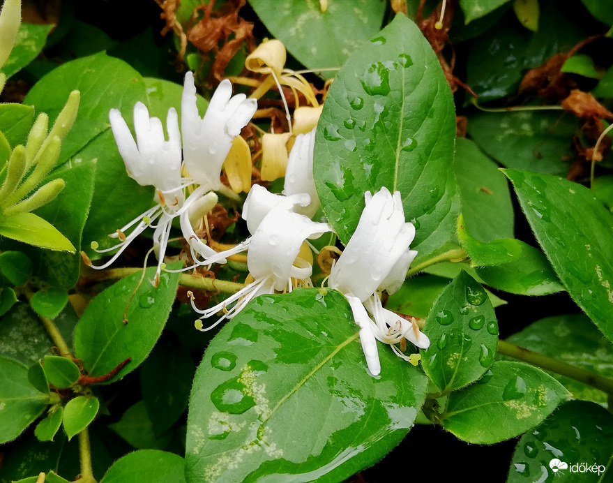 Polgárdi, elállt az eső, 10 mm-t kaptunk