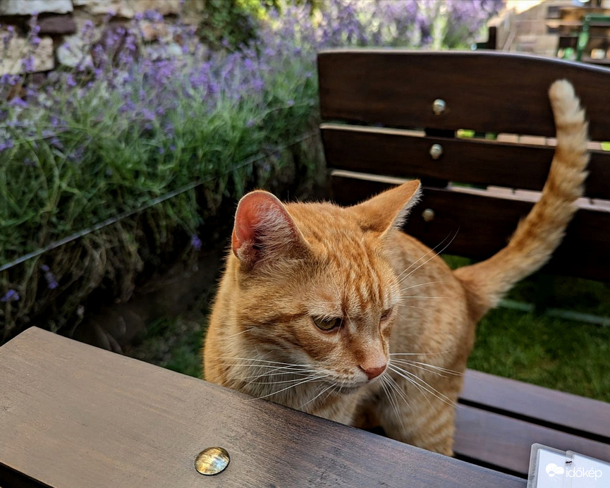 Veszprémi "várcica" :) 