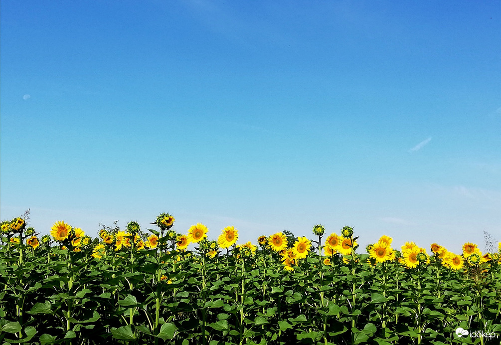 Polgárdi, derült ég :) 30 fok