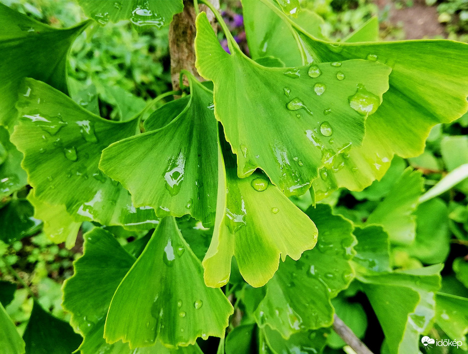 Polgárdi, csak 2 mm-t hozott 