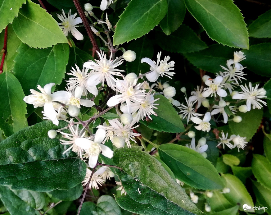 Erdei iszalag virága