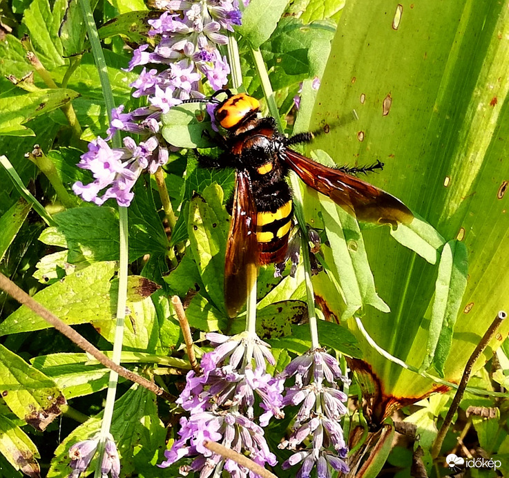 Azt hittem eltűnt a környékről, 