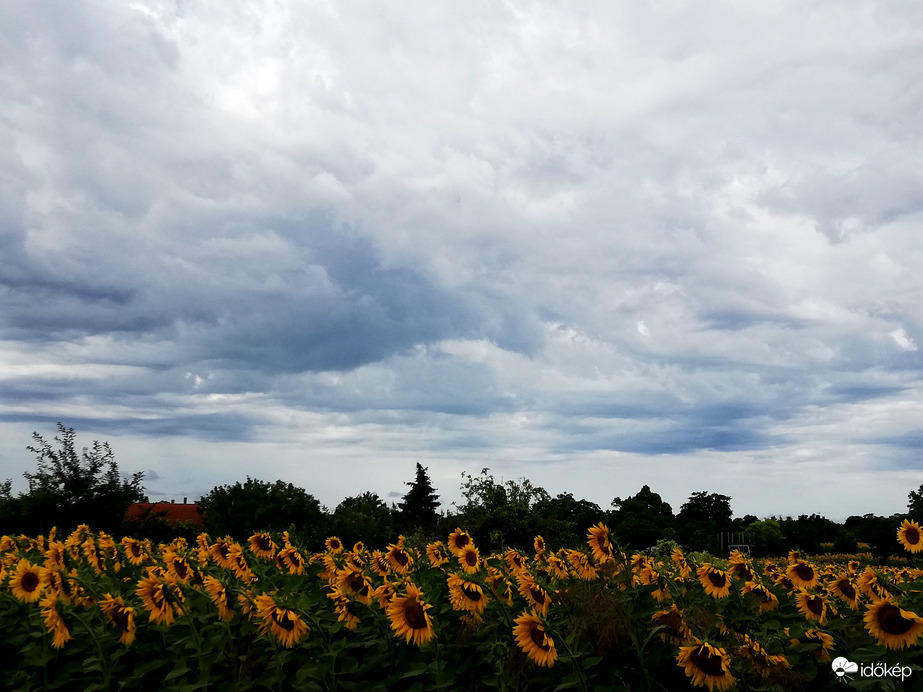 Polgárdi, elvonult, 13 mm-t hozott 