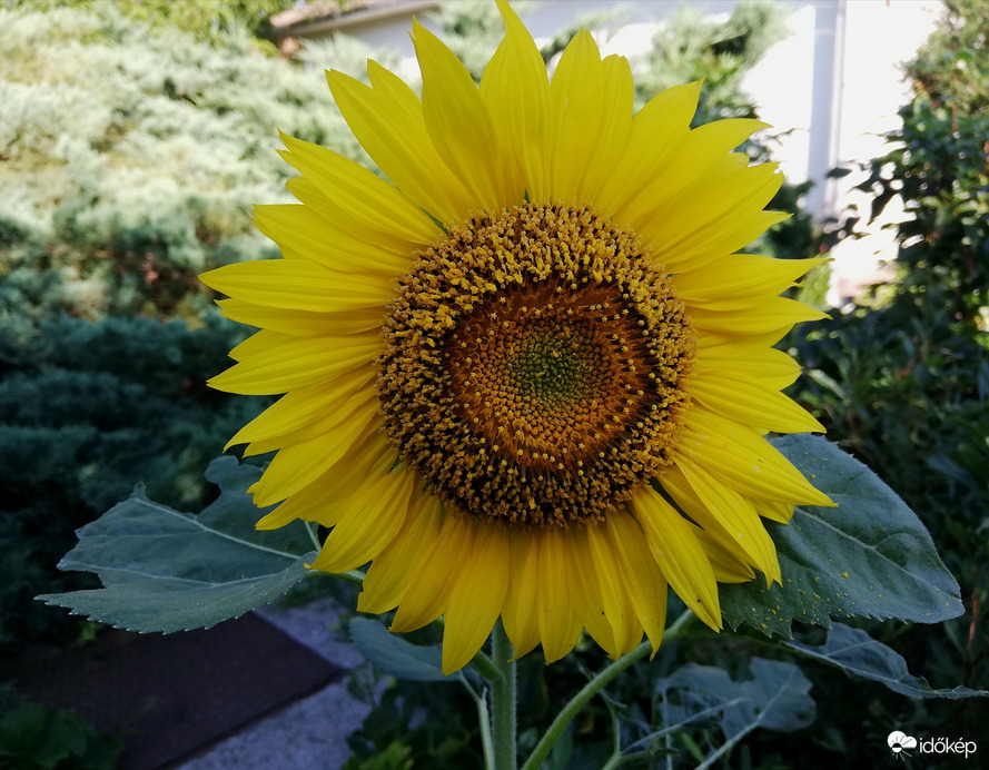 A kert árnyas részén :) 