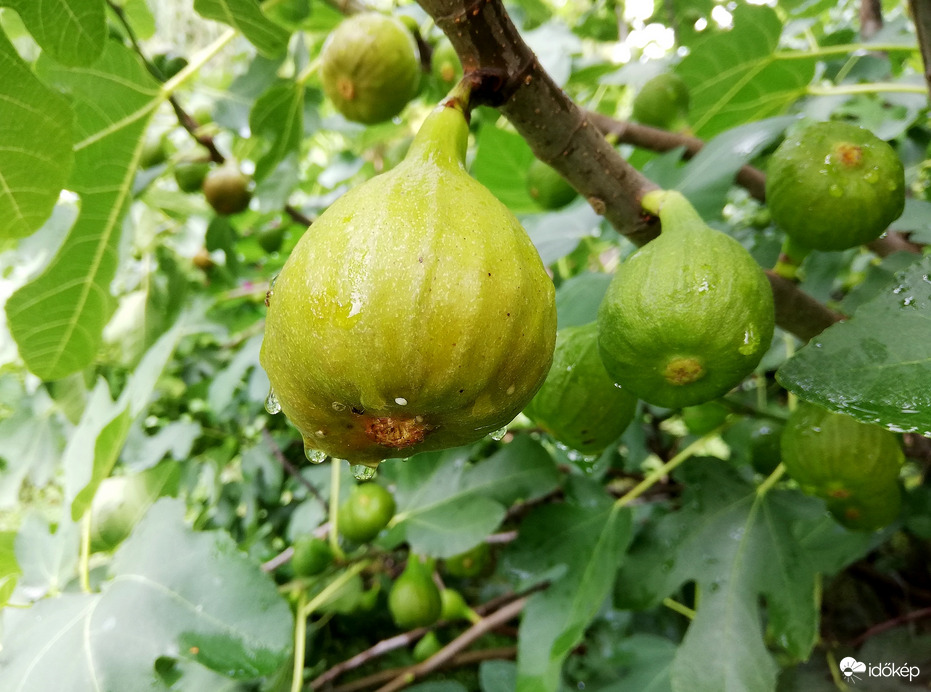 Polgárdi, esik, 18 fok