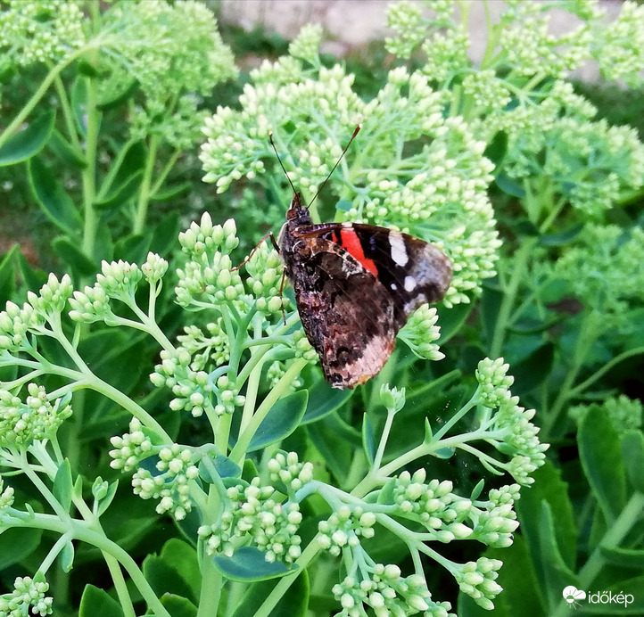 Pompás varjúhájon 
