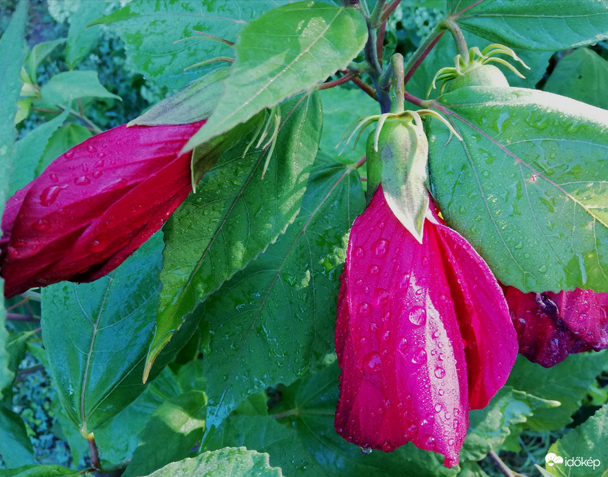 Polgárdi, 11 mm-t kaptunk