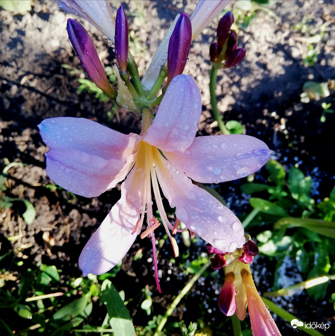 Meztelen Hölgyliliom, 