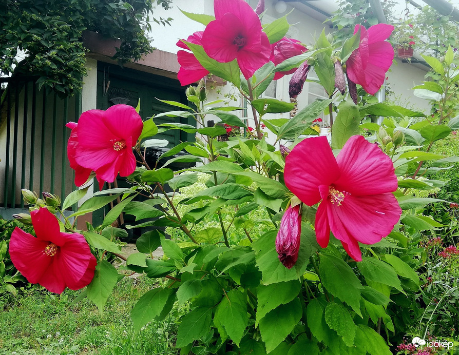 Széltépázta hibiszkuszom