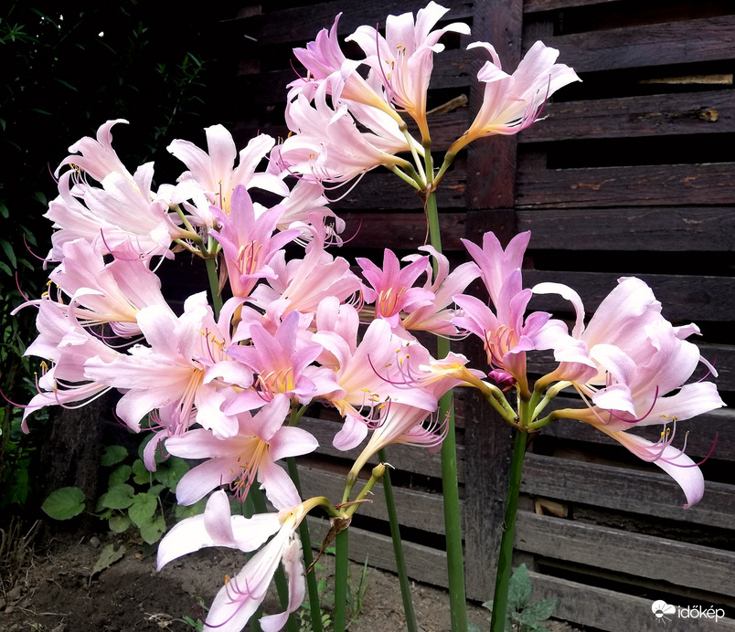 Ez a pár szál még áll