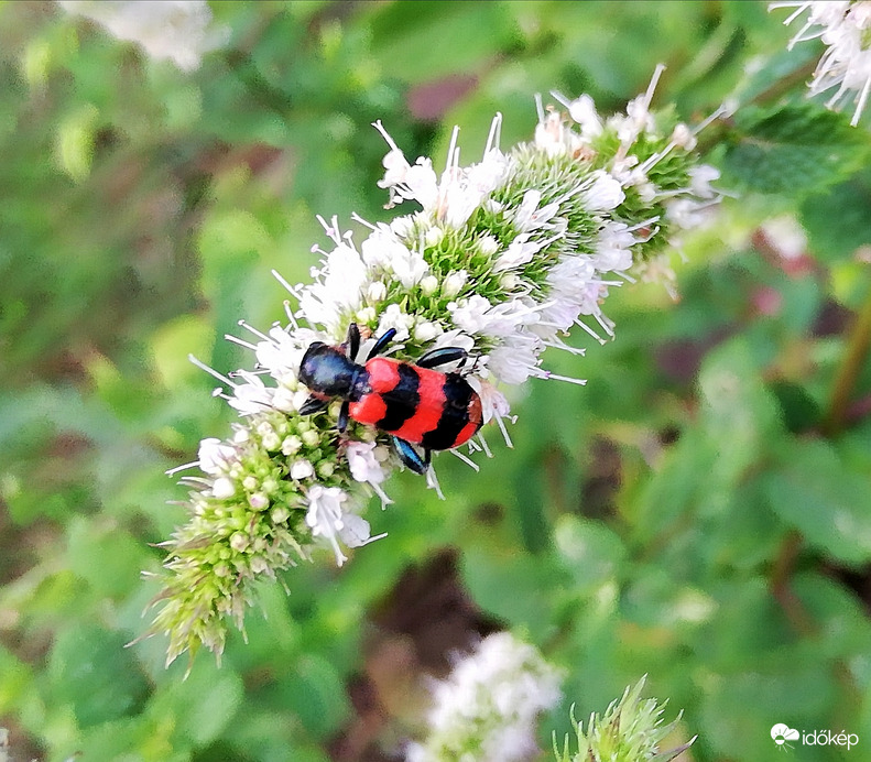 Mentán. Nem ismerem :) 